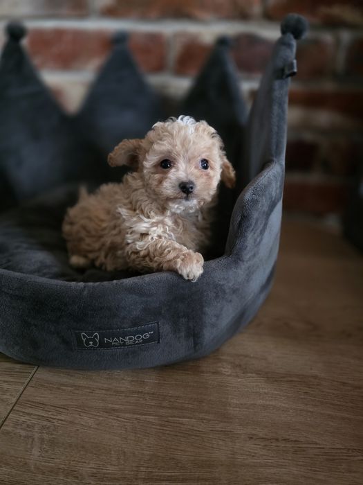 Maltipoo f1 chłopczyk !!