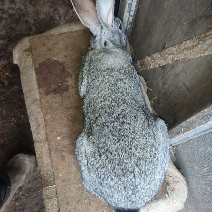 Кролики радянської шиншили, полтавське срібло радянська шеншила,