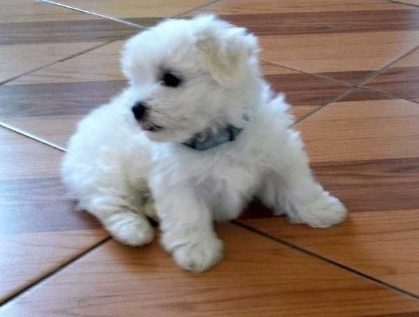 Urocza sunia  . Gotowa do odbioru