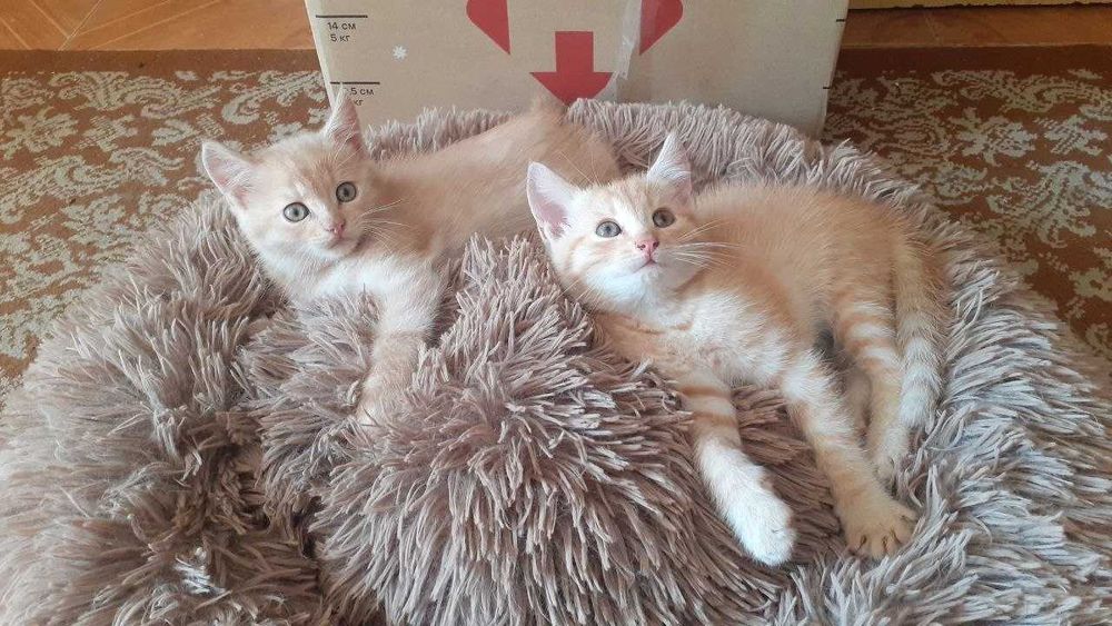 Віддамо котенят в добрі руки