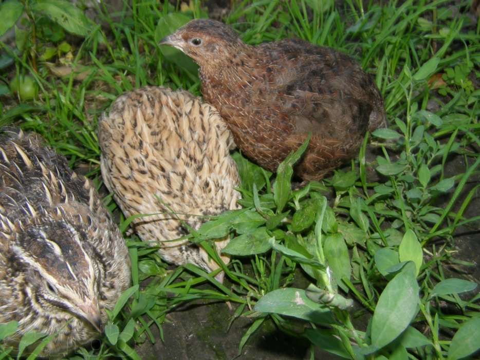 Перепела и инкубационные яйца