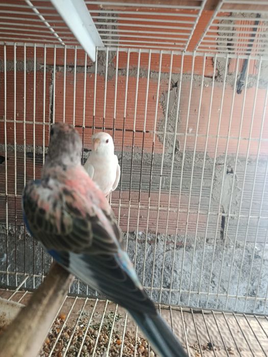Buorkes cores lindas