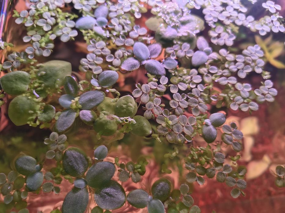 Sprzedam rośliny akwariowe z nadwyżki