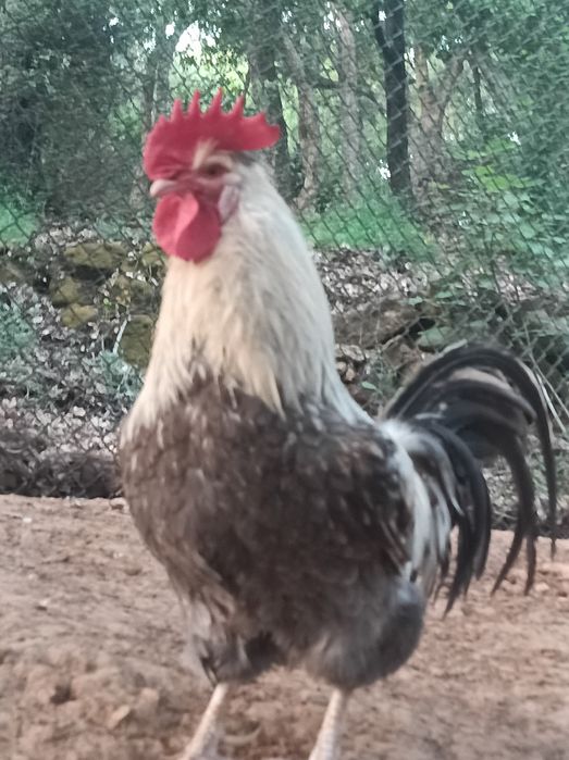 Galo de raça Sulmtaler