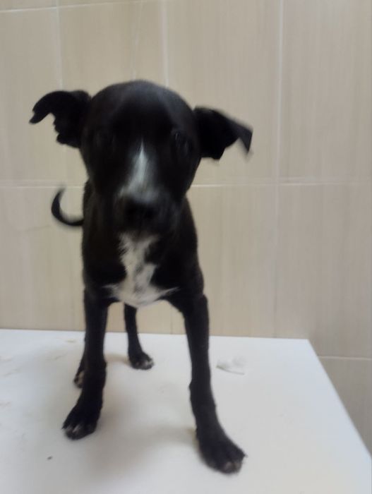 Цуценята в добрі руки