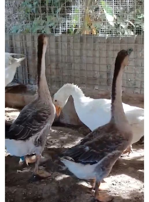 Gansos adultos procuram lago