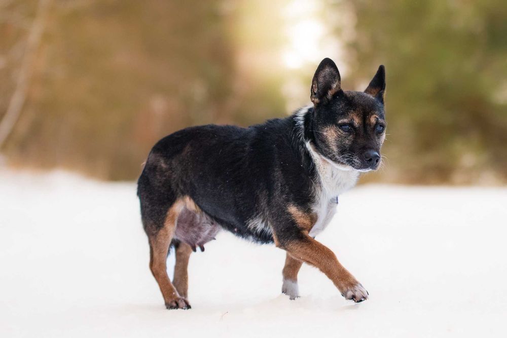 Yamarica: łagodna i spokojna słodzinka