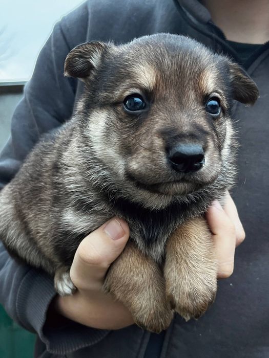 Тварини собаки в добрі руки