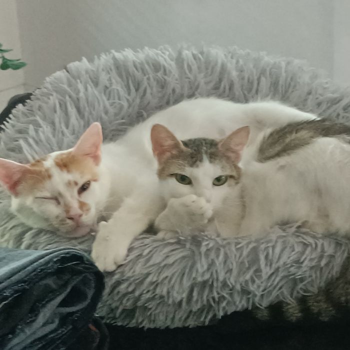 Dorosłe rodzeństwo do adopcji Fox i Florka