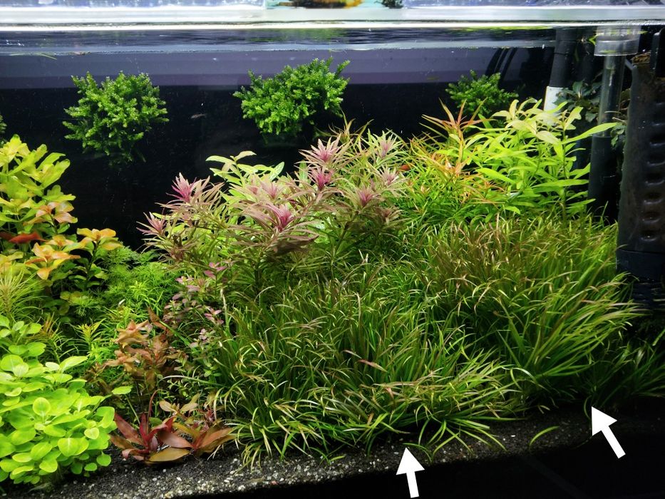 Blyxa japonica..