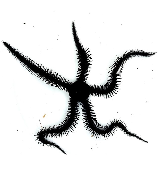 Wężowidło Ophiomyxa Australis S/M Akwarium Morskie Wysyłka