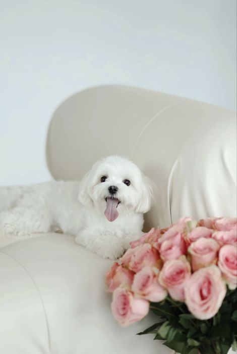 Мальтезе шукає наречену