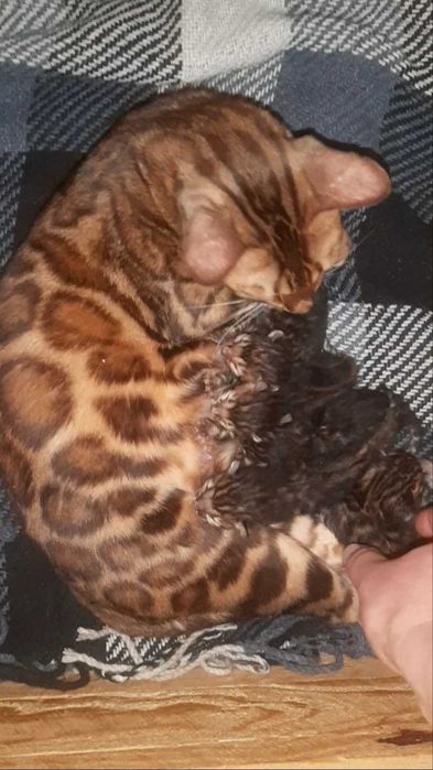 Бенгалята є завжди! Є під бронь і готові переїздить. Документи WCF