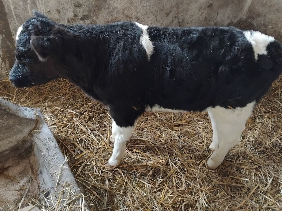 Jałówka cielę na sprzedaż