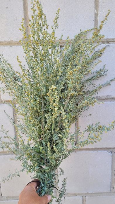 Piołun bylica suszona