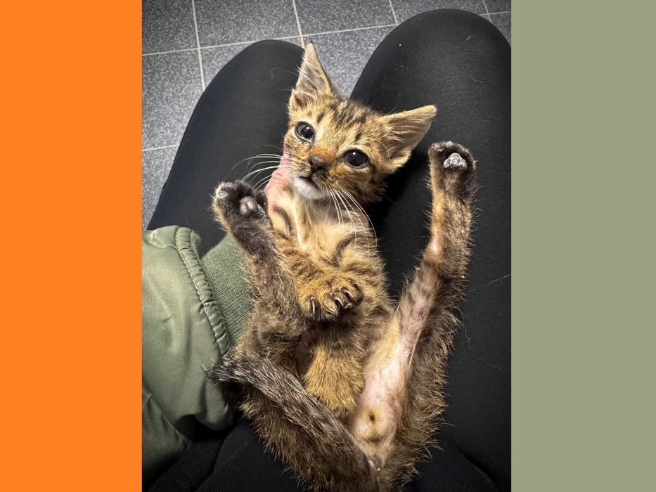 Karolek - kocię ur. 07.2025; lubi spać, jeść i się bawić