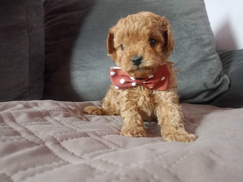 Maltipoo f1b chłopiec.