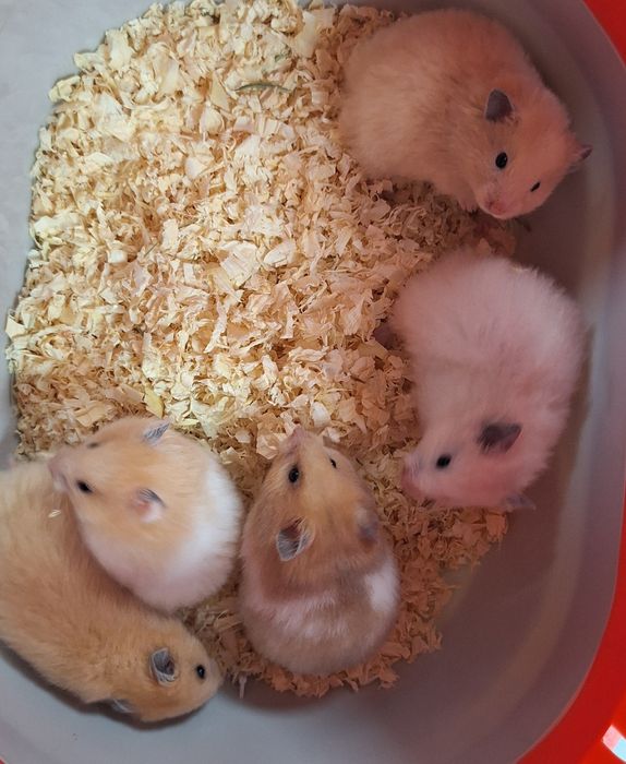 Chomik chomiki syryjskie samiczki.