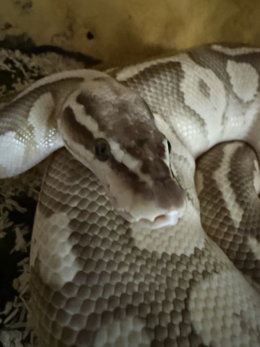 Bongo lesser oswojony