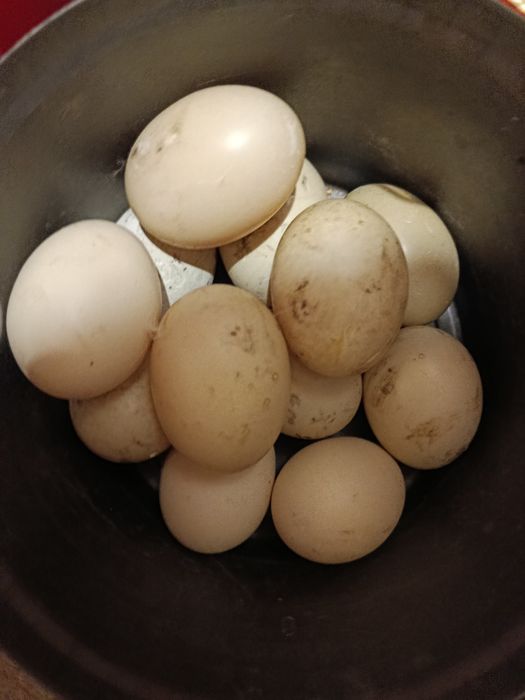 Продам інкубаційні качачі яйця