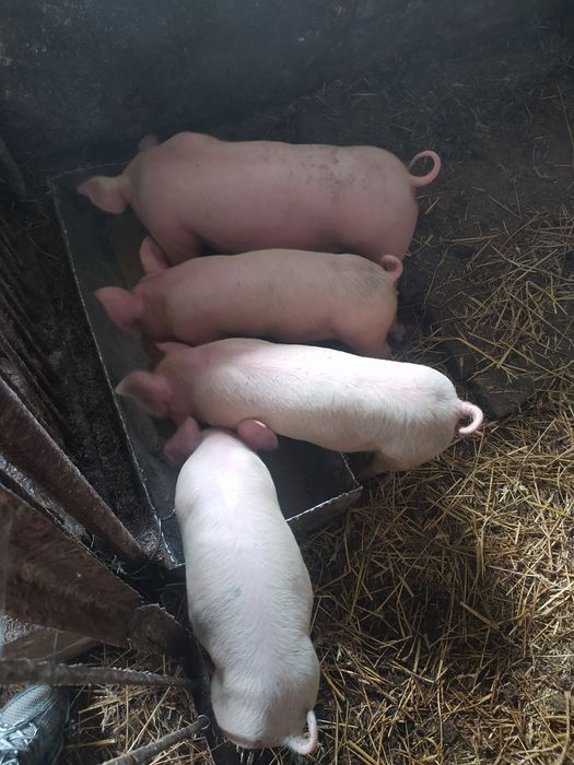 Свині поросята ландрас петрен, бiла велика