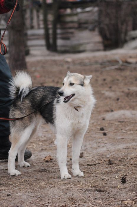 Метис лайки,девочка в поиске дома