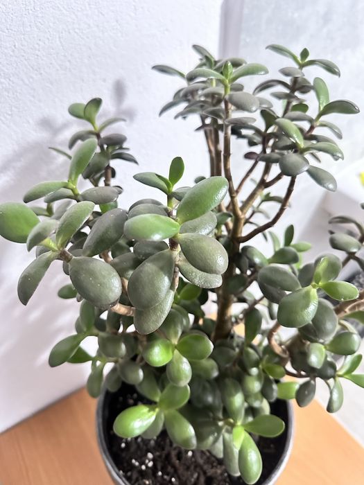 Grubosz drzewko szczęścia