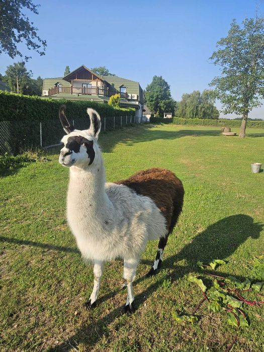 Sprzedam dwie lamy samce