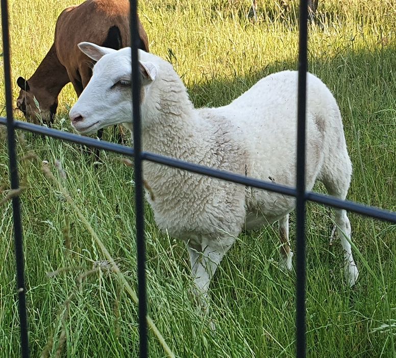 owce  baranki olkuskie z  marca 2025  r