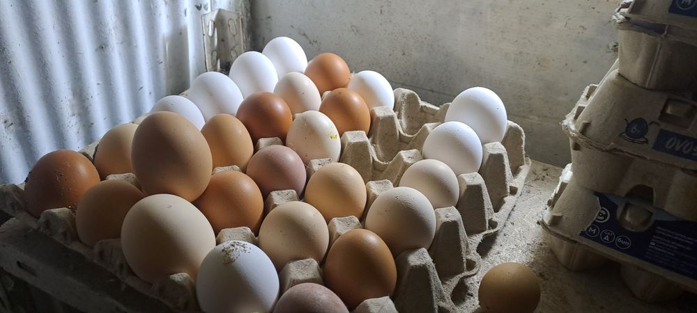 Ovos caseiros de galinhas do campo