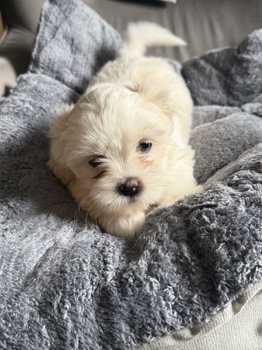 Shih tzu sunia bicolor