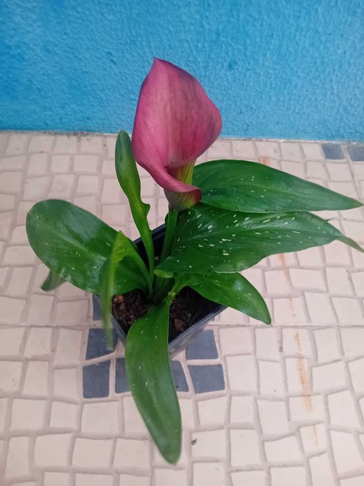 Lirio Calla Zantedeshia
