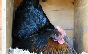 Курчата бройлера,мясо-яєчні,качки,індикі