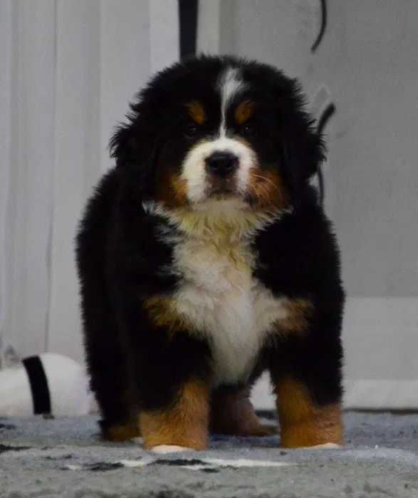 Bouvier Bernois disponível