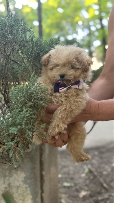 Караменьний хлопчик мальтіпу міні