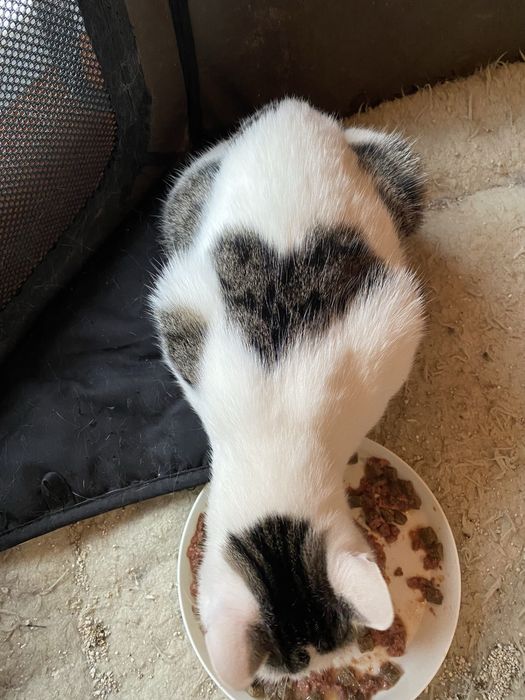 Kocurek Stefanek z sercem szuka domu