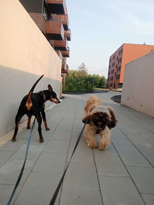 Opieka nad zwierzętami Kraków wolne terminy!!!