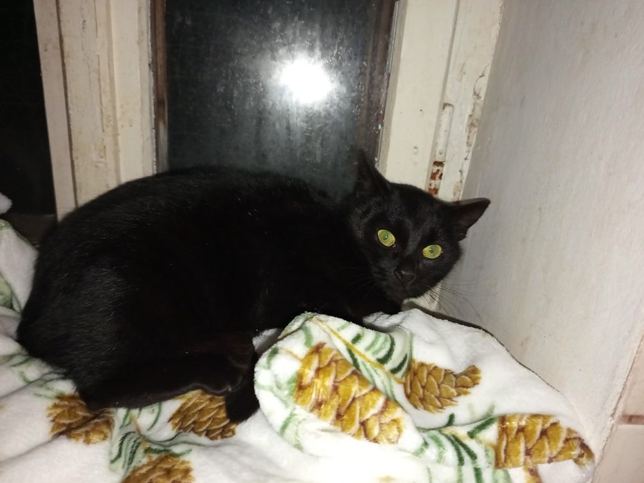 Młoda Dracula poleca się do adopcji