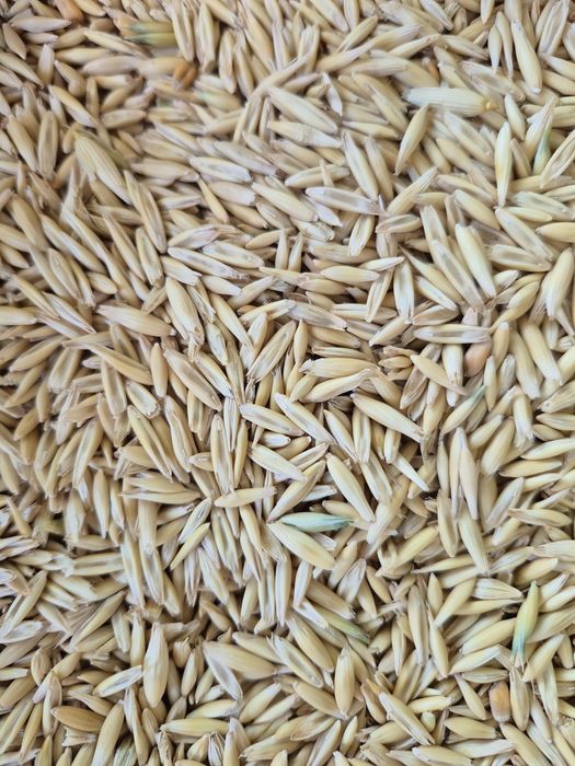 овес чистий продам