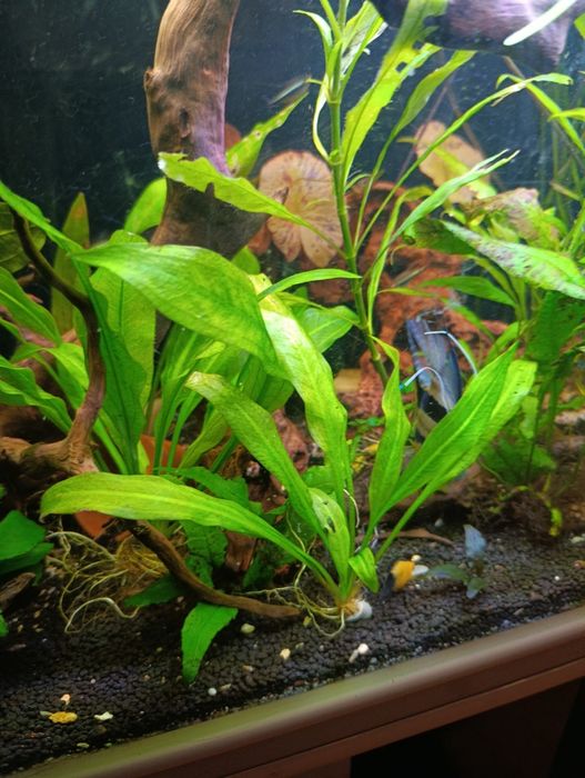 Plantas de  aquário