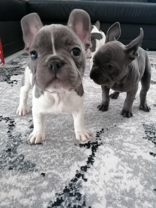 Buldog francuski pies biało-niebieski