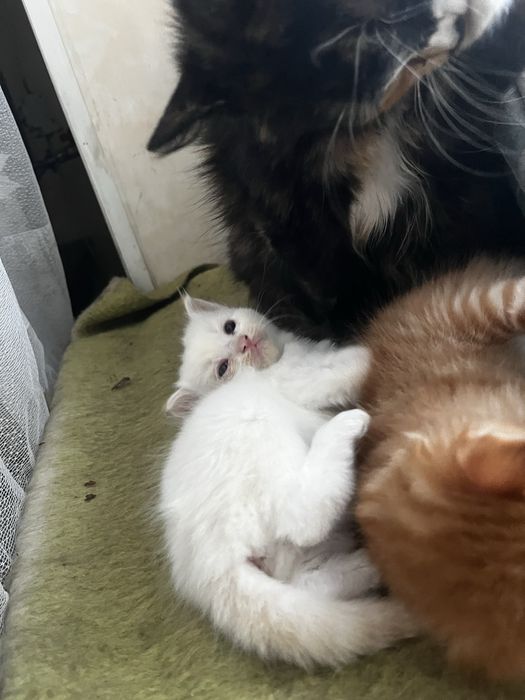 Отдам котят бесплатно