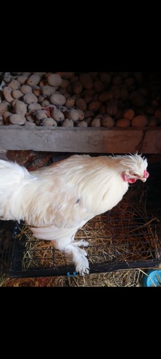 Frango / Galo de Raça Ornamental