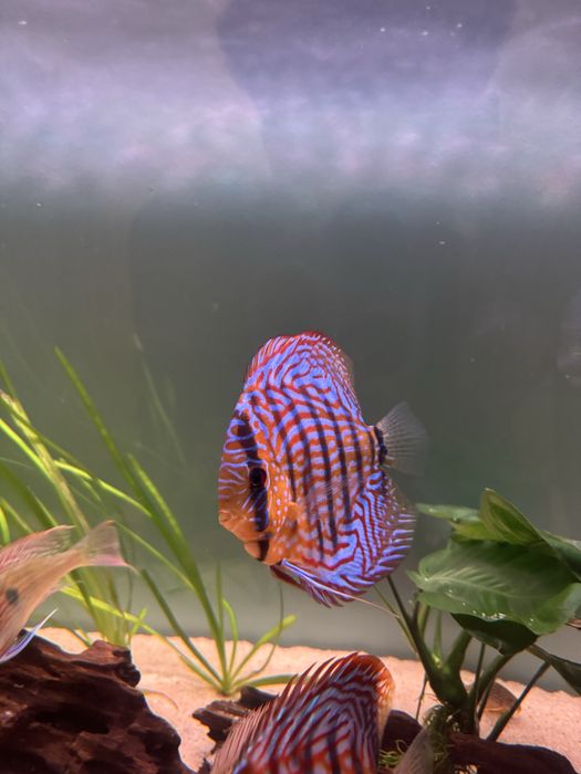 Peixes Discus Saudáveis