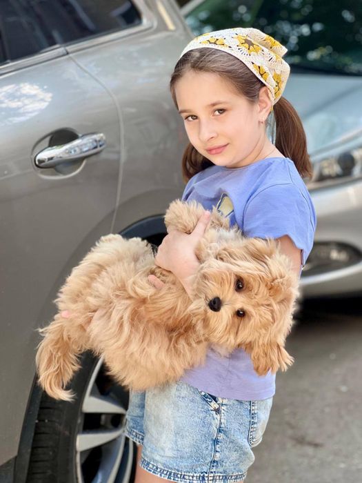 Продаж цуценят мальтіпу