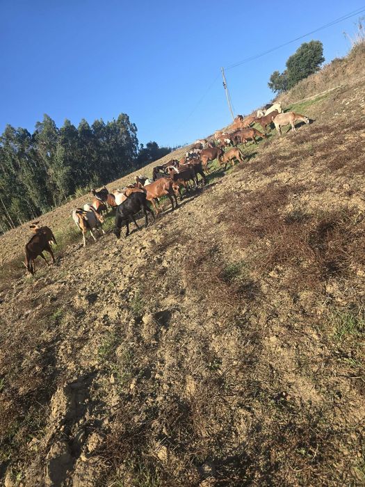 Troco 50 cabras boas  b4