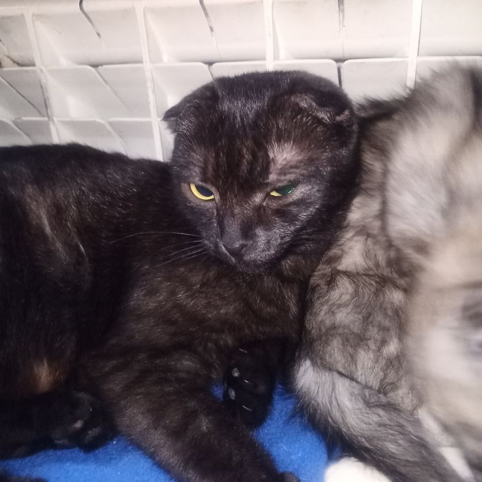 Вісловухі коти(дівчата)