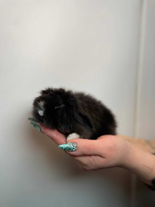 Маленькі декоративні кролики, кроленята від 1.5місяців