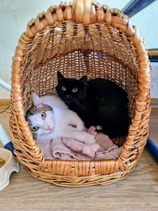 Котики в добрі руки
