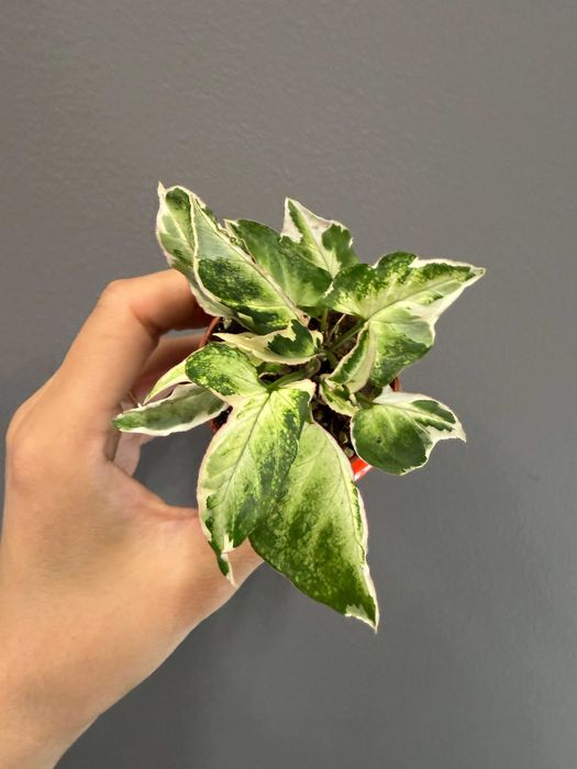 Syngonium Starlite